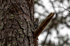 Alexander-Park-Wet-Wintry-70