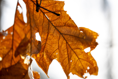 Alexander-Park-Wet-Wintry-71