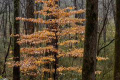 Alexander-Park-Wet-Wintry-72