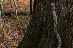 Alexander-Park-Wet-Wintry-76