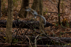 Alexander-Park-Wet-Wintry-77