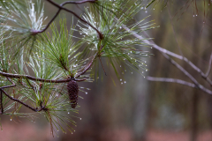 Alexander-Park-Wet-Wintry-79