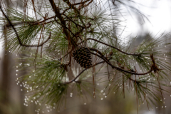 Alexander-Park-Wet-Wintry-80